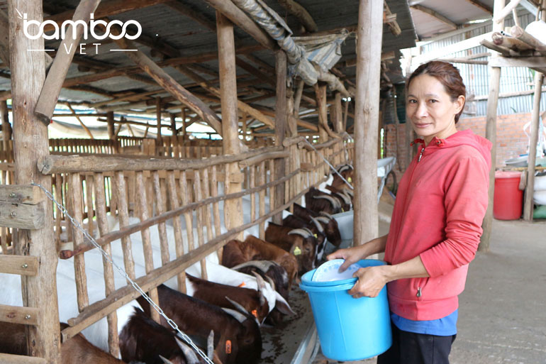 Cách đảm bảo an toàn đàn gia súc - gia cầm trong mùa mưa bão