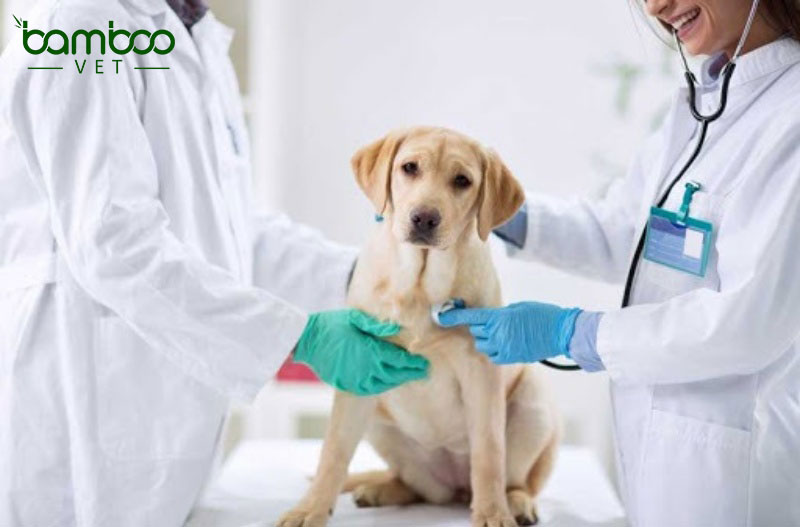 Bệnh amyloidosis tích tụ protein trong gan ở chó