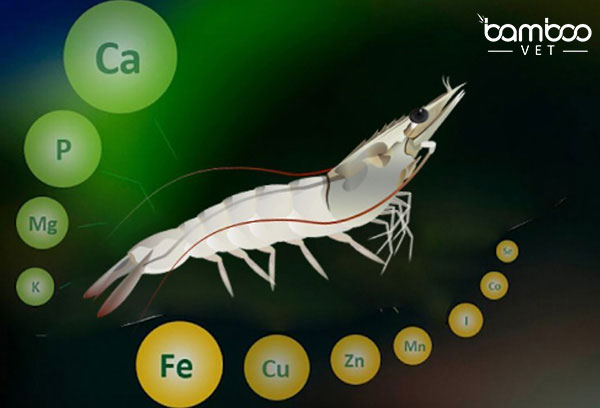 Cảnh báo hiện tượng tôm chết rớt đáy ao hồ 