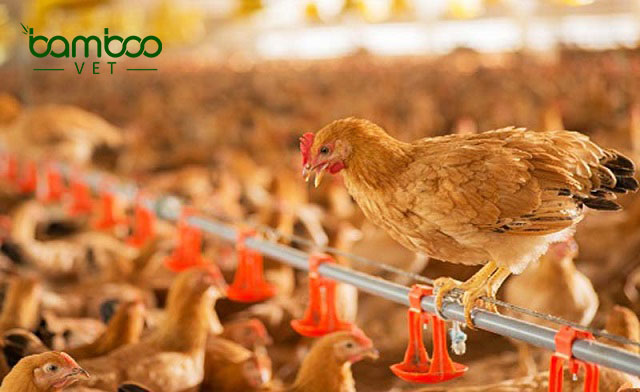 Cách đảm bảo an toàn đàn gia súc - gia cầm trong mùa mưa bão