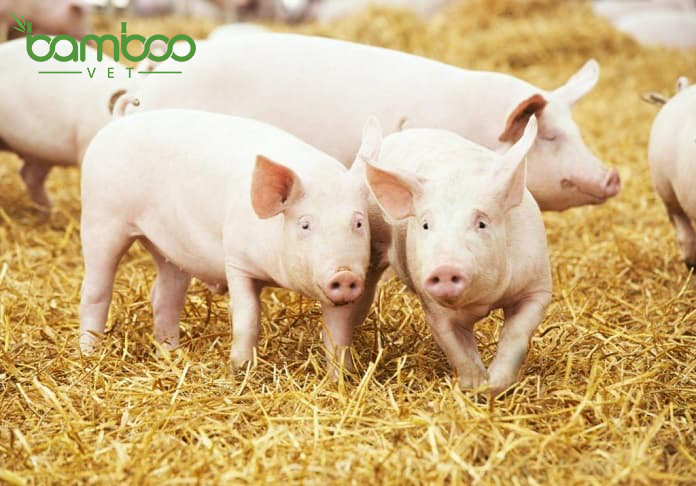 Hướng dẫn và chăm sóc cho lợn bị bệnh hồng lỵ