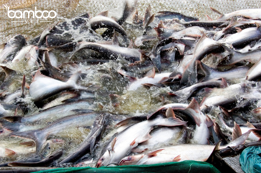 GIẢI PHÁP NÂNG CAO SỨC KHỎE VÀ TỶ LỆ SỐNG CHO CÁ TRA, CÁ ĐIÊU HỒNG TRONG MÙA NẮNG NÓNG