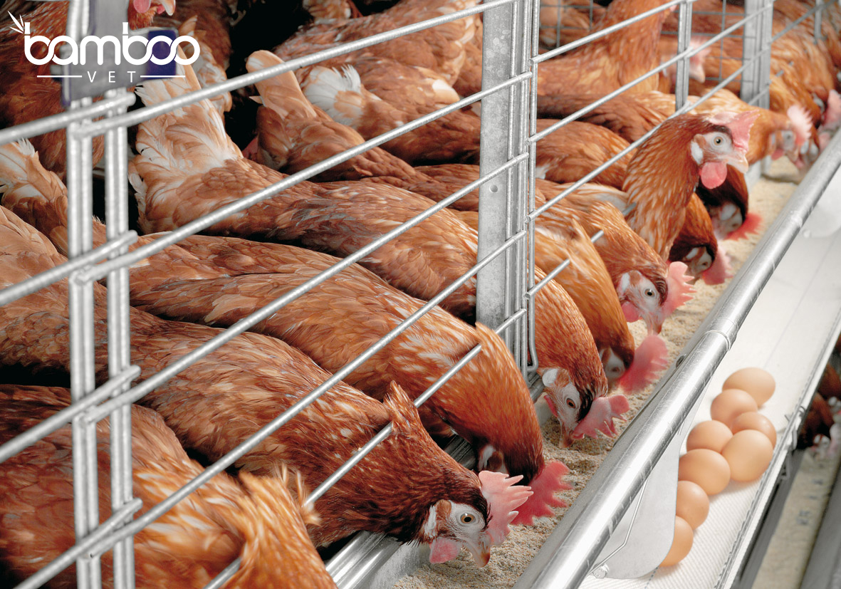 Cách bổ sung dinh dưỡng khoáng trong chăn nuôi gia cầm hiệu quả