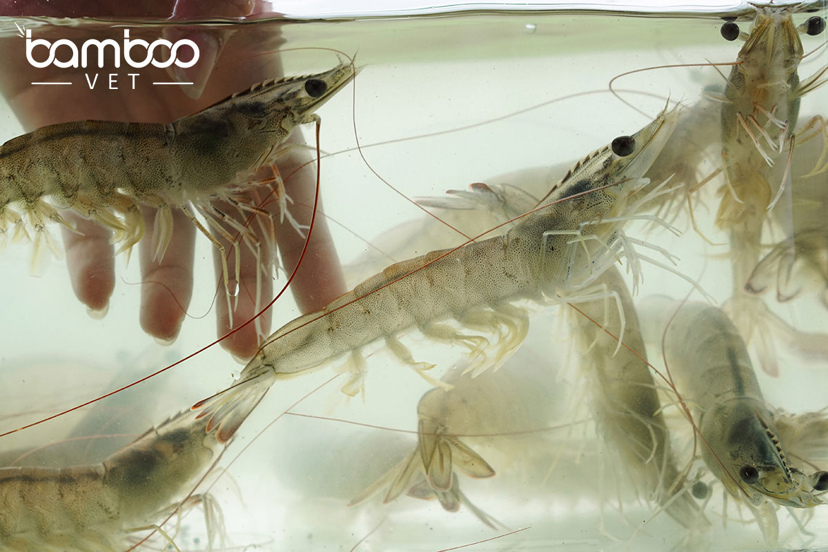 Cảnh báo hiện tượng tôm chết rớt đáy ao hồ 