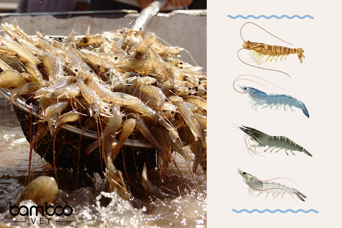 Cảnh báo hiện tượng tôm chết rớt đáy ao hồ 