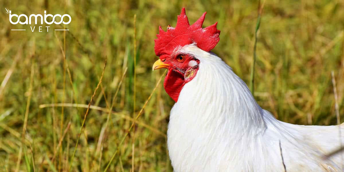 Phương pháp dùng vaccine cho gia cầm đúng cách