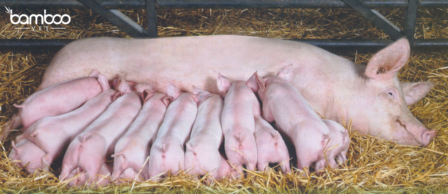 Làm sao để heo nái nhiều sữa sau khi sinh