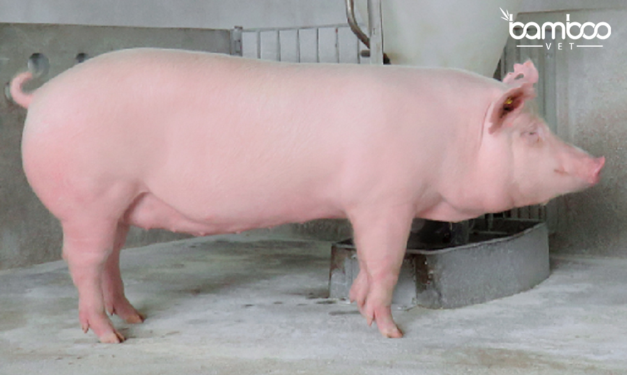 Kỹ thuật nuôi lợn thịt siêu nạc đạt hiệu quả cao nhất