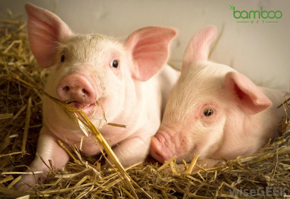 Kỹ thuật nuôi lợn thịt siêu nạc đạt hiệu quả cao nhất