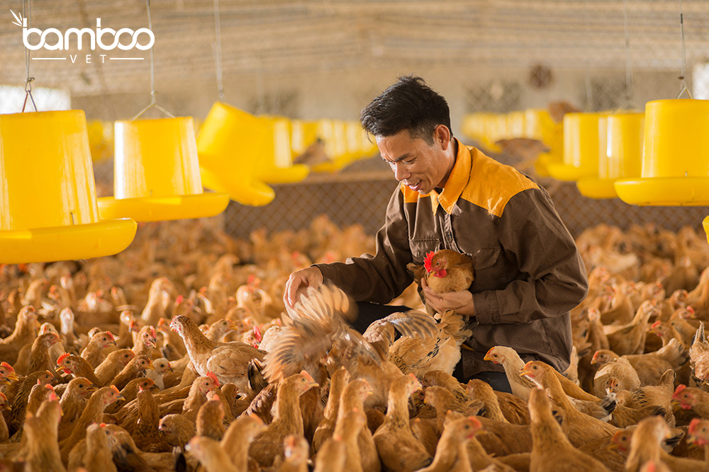 Bãi bỏ nhiều thủ tục hành chính lĩnh vực thú y và kiểm dịch động vật