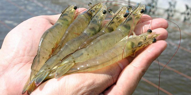 Những điều cần lưu ý khi thả giống tôm