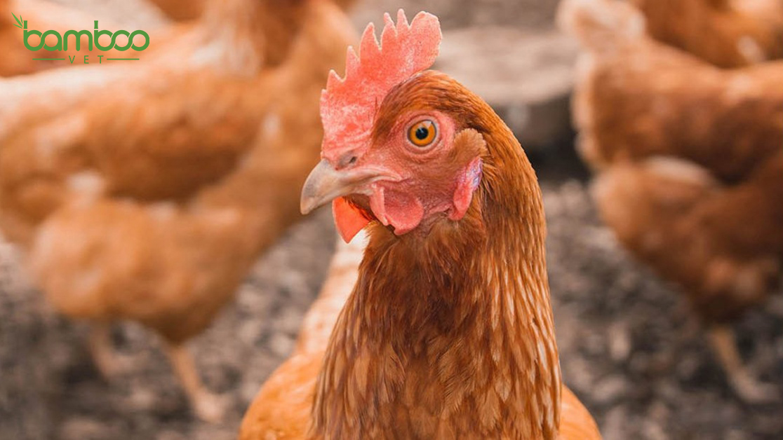 Bãi bỏ nhiều thủ tục hành chính lĩnh vực thú y và kiểm dịch động vật