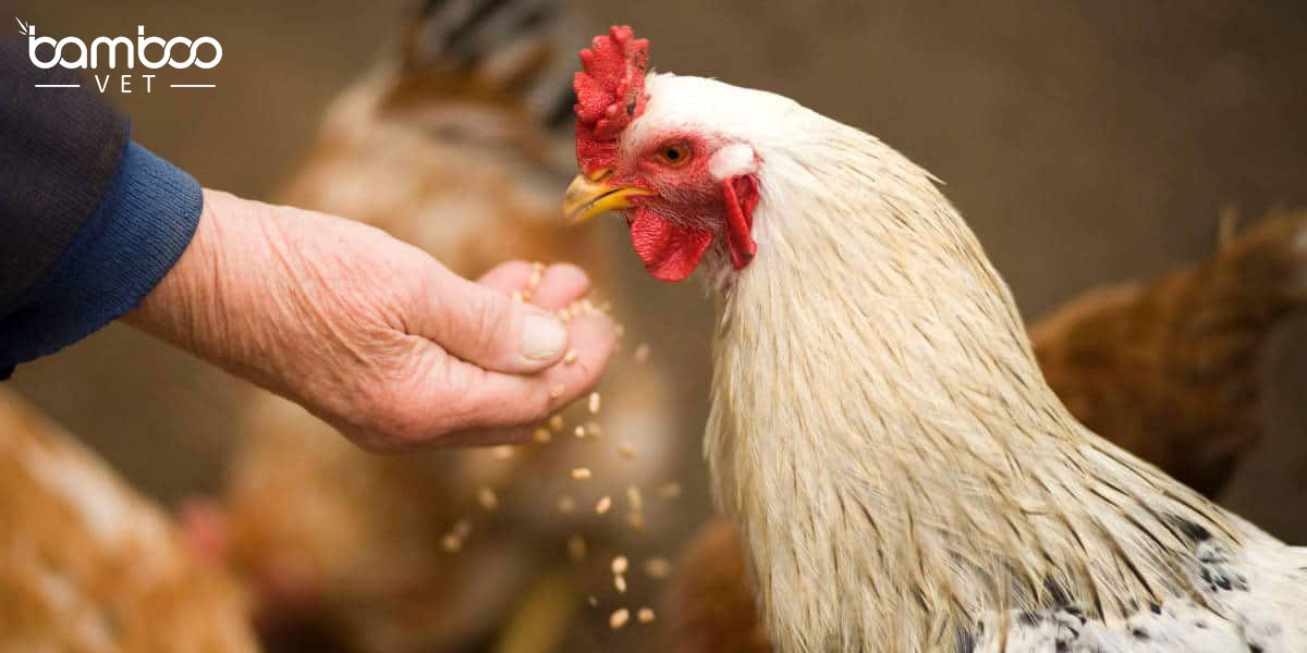 Tình trạng sử dụng thuốc tăng trọng trong chăn nuôi khiến nhiều người dùng lo ngại