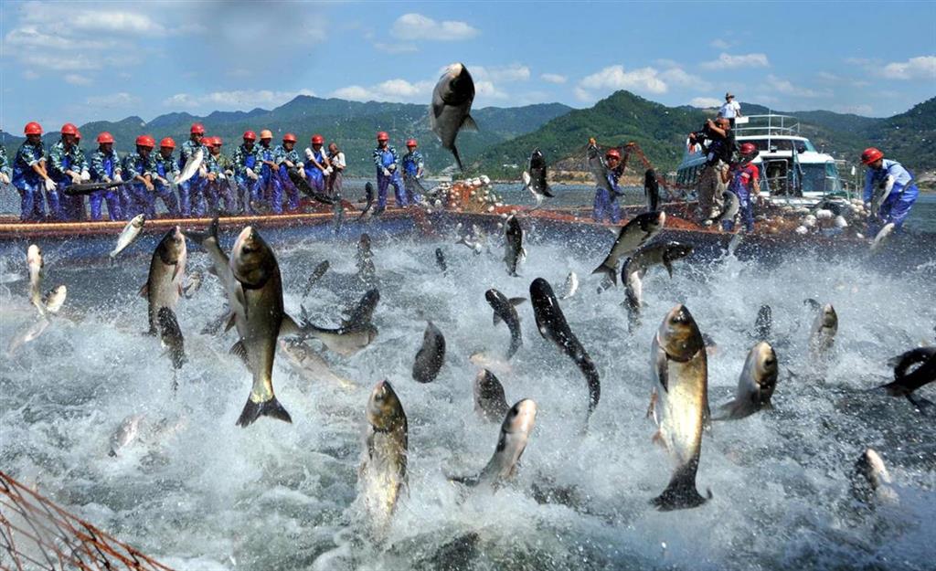 Lưu ý khi sử dụng men vi sinh trong chăn nuôi thủy sản 