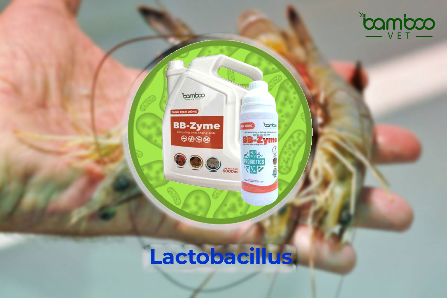 LỢI ÍCH KHI BỔ SUNG LACTOBACILLUS VÀO THỨC ĂN CHO TÔM