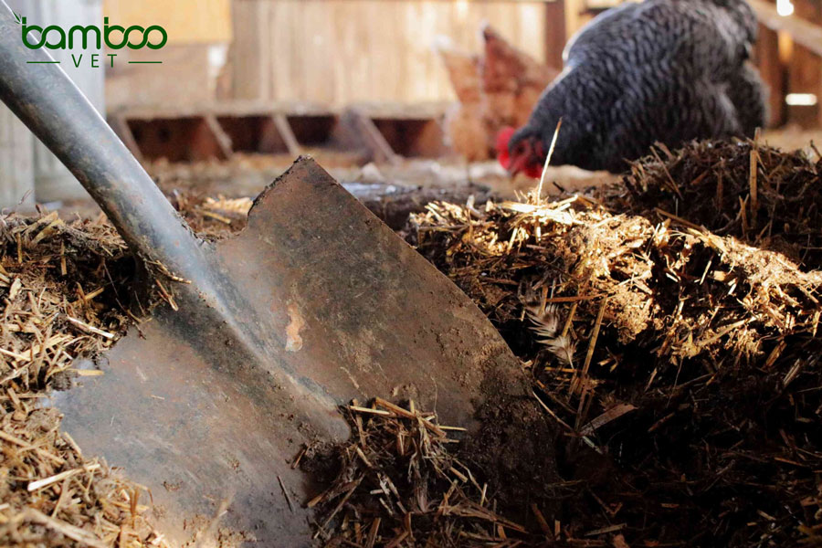 Kinh nghiệm chăm sóc gia cầm, gia súc trong thời điểm giao mùa