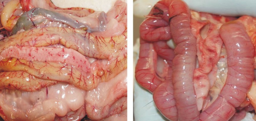 Bệnh kí sinh trùng đường máu ở gà và những kinh nghiệm phòng bệnh hữu hiệu