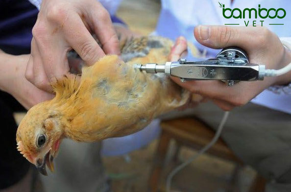 Phương pháp dùng vaccine cho gia cầm đúng cách