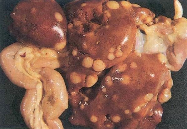 Bệnh Leukosis là gì? Tại sao lại có thể gây hại cho gà?