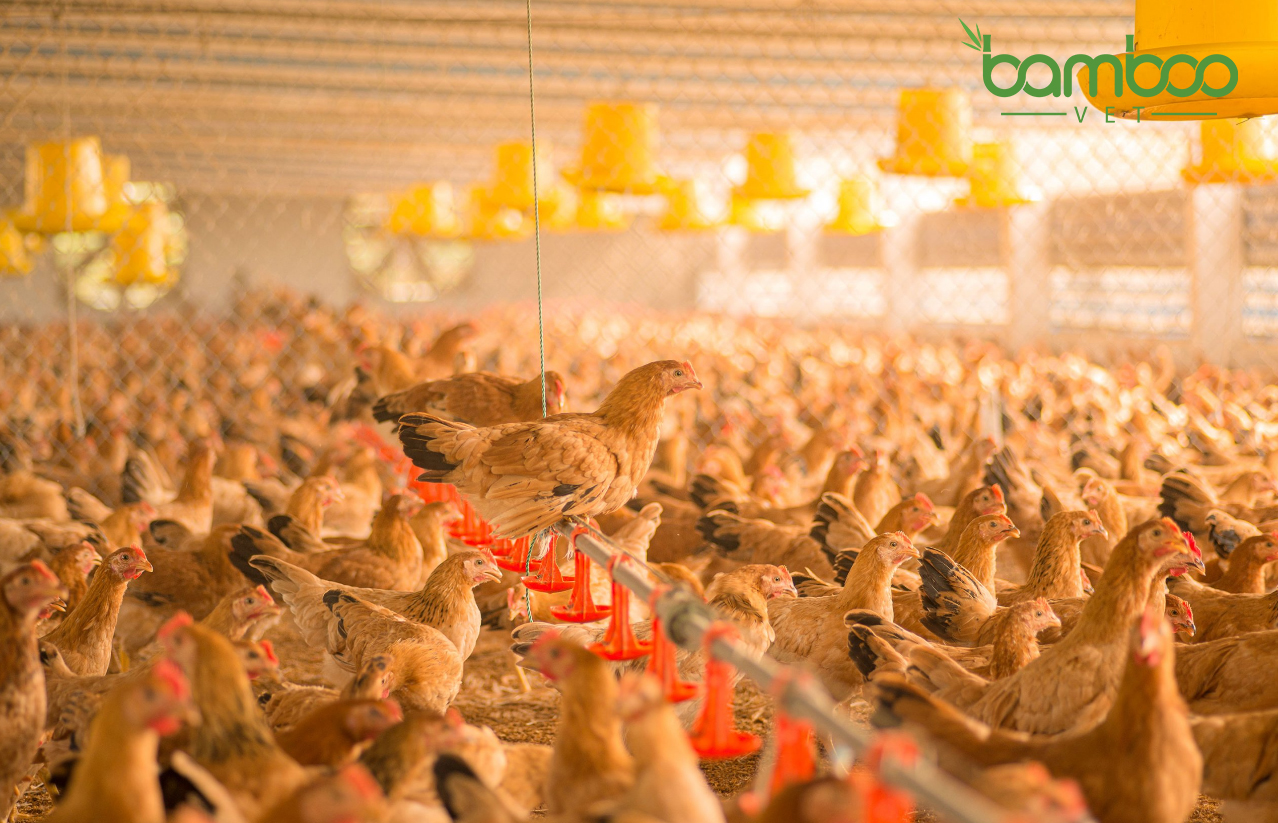 Hướng dẫn làm chuồng gà phù hợp theo từng mùa hiệu quả 