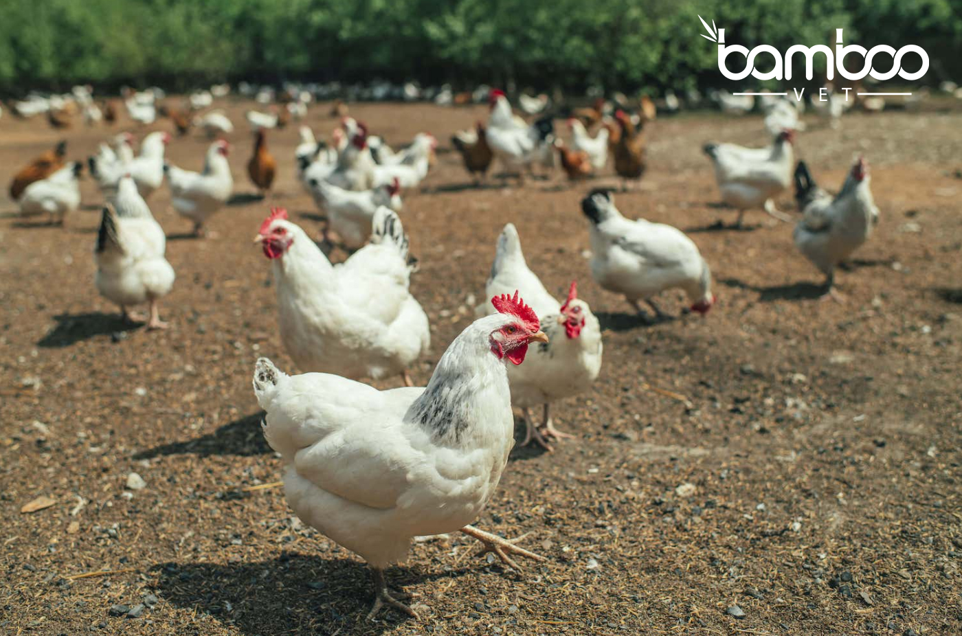 Top 9 lí do phổ biến khiến gà ngừng đẻ trứng 