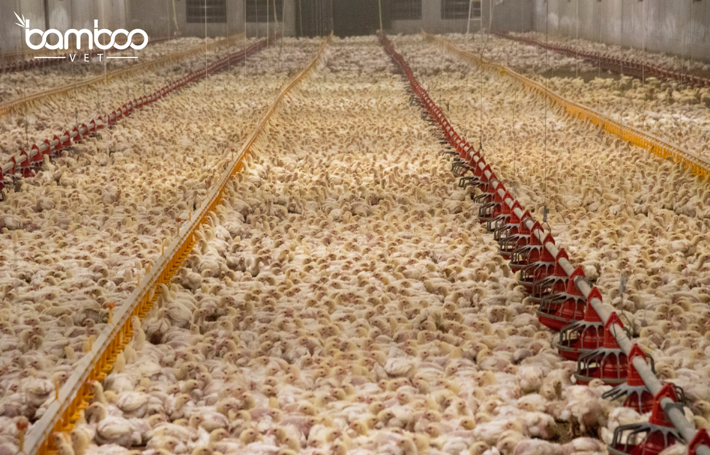 Hướng dẫn làm chuồng gà phù hợp theo từng mùa hiệu quả 