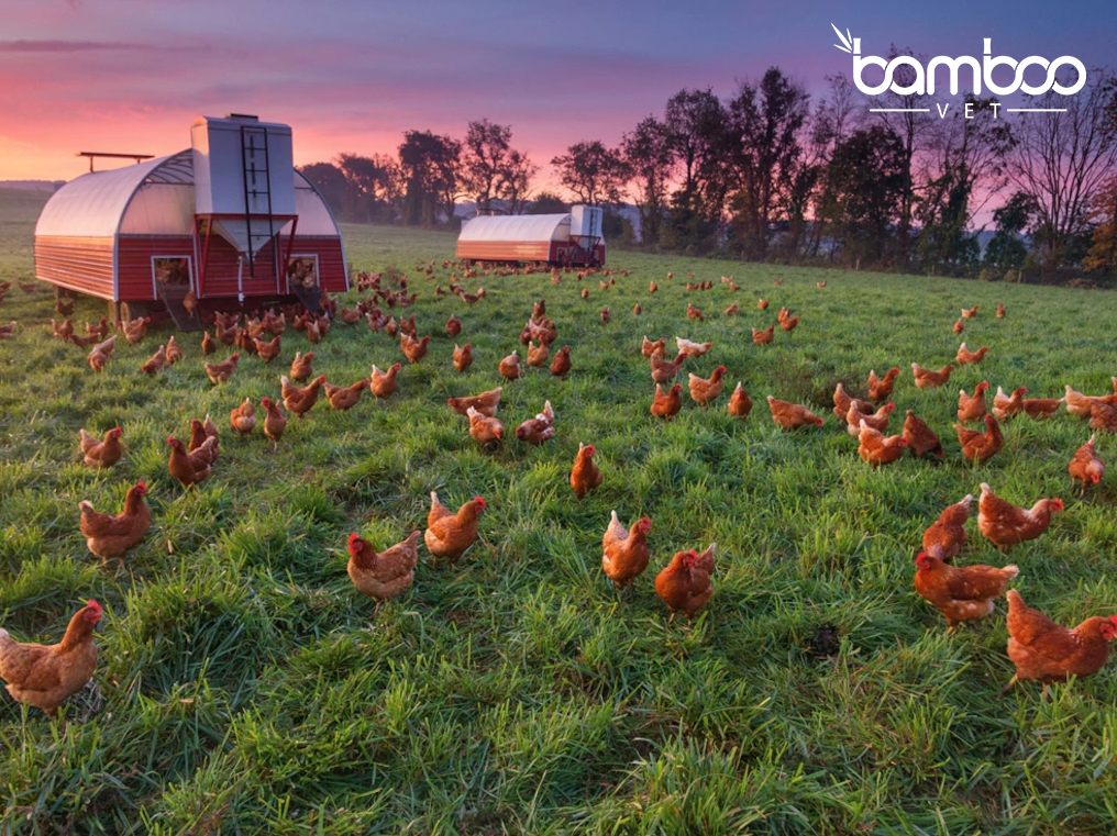 Hướng dẫn làm chuồng gà phù hợp theo từng mùa hiệu quả 