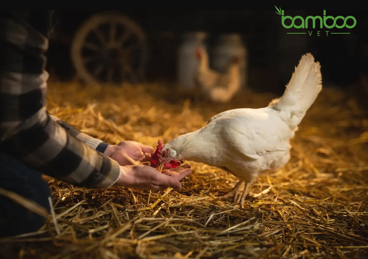 Top 9 lí do phổ biến khiến gà ngừng đẻ trứng 