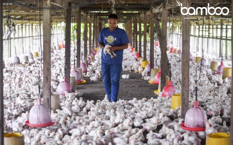 Hướng dẫn làm chuồng gà phù hợp theo từng mùa hiệu quả 