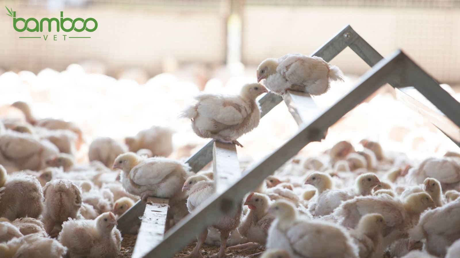 Hướng dẫn làm chuồng gà phù hợp theo từng mùa hiệu quả 