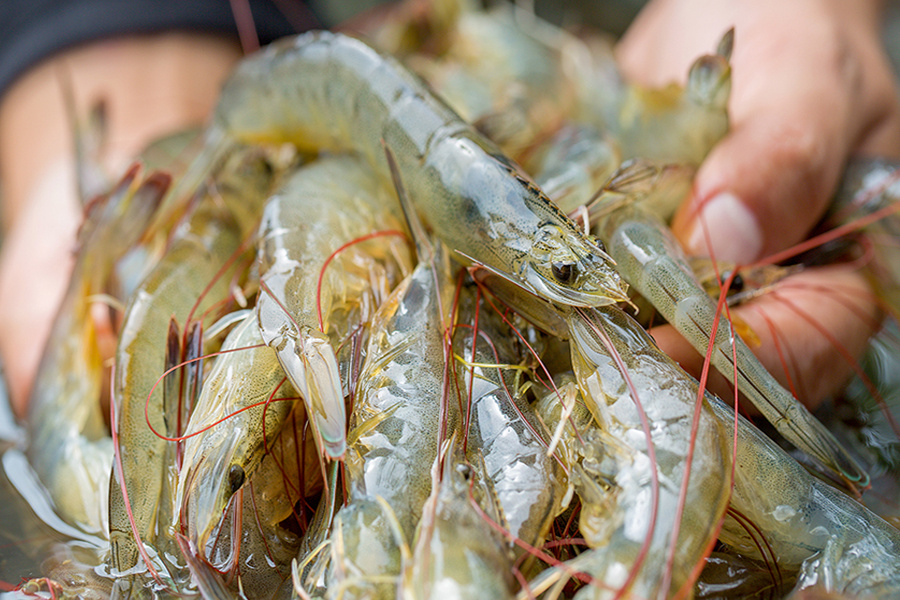 Cách phòng tránh bệnh đầu vàng ở tôm