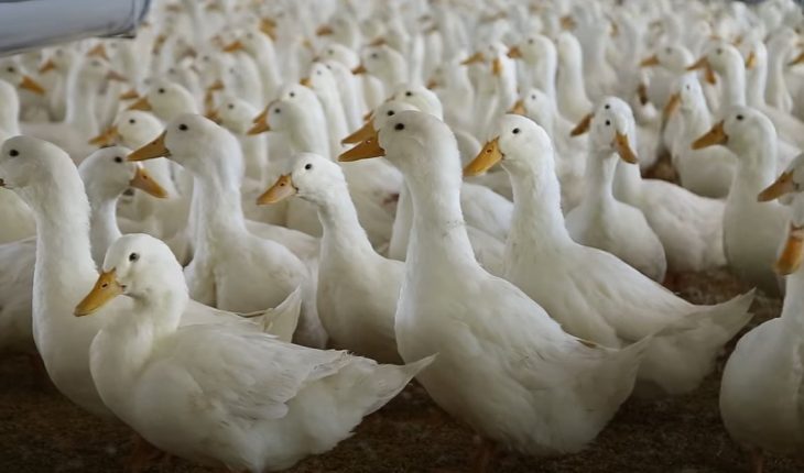 Viêm gan vịt triệu trứng và cách phòng ngừa