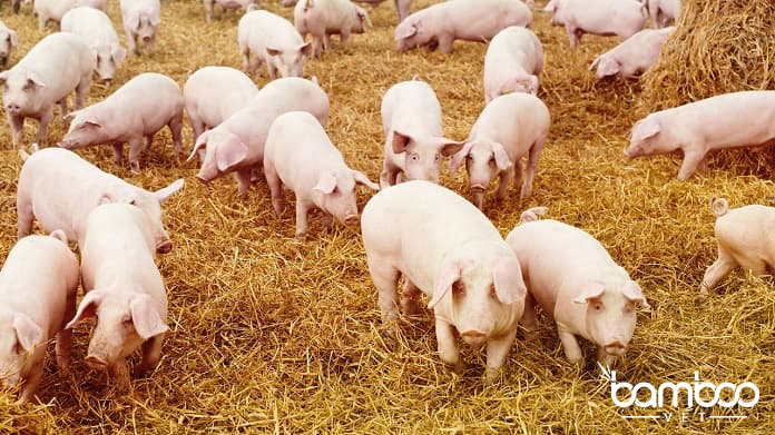 Hướng dẫn và chăm sóc cho lợn bị bệnh hồng lỵ