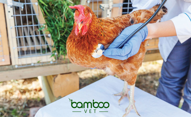 Cách đảm bảo an toàn đàn gia súc - gia cầm trong mùa mưa bão