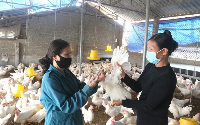 Phân loại các loại Vaccine phòng bệnh cho gia cầm