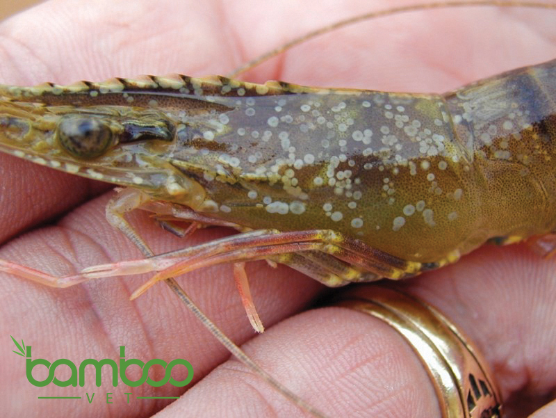 Giải pháp xử lý bệnh đốm trắng trên tôm hiệu quả