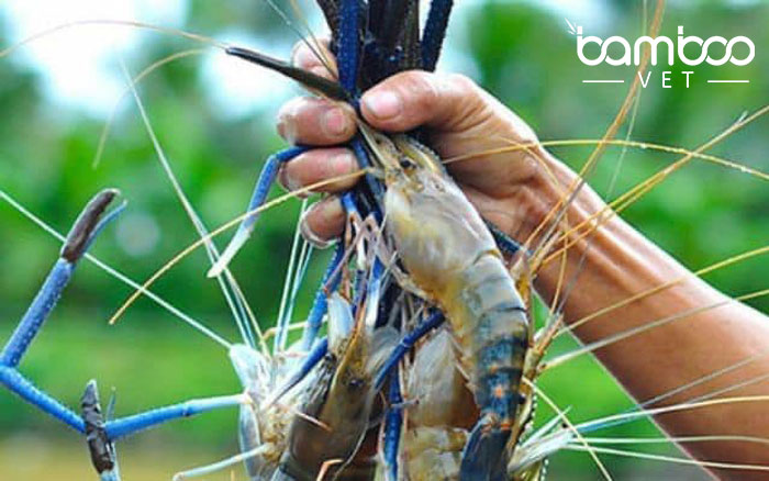 Kỹ thuật nuôi tôm càng xanh trong ao đất mang lại hiệu quả cao!