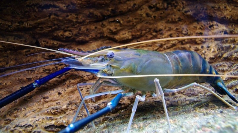 Kỹ thuật nuôi tôm càng xanh trong ao đất mang lại hiệu quả cao!