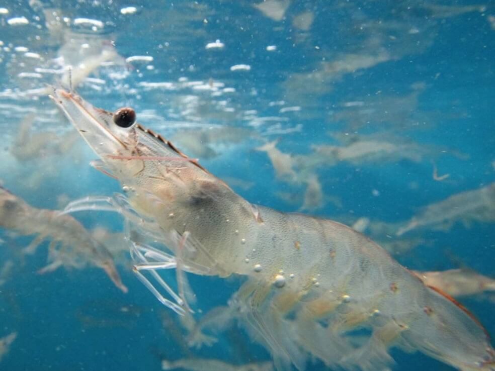 Các điều kiện sinh trưởng và dinh dưỡng tôm chân trắng