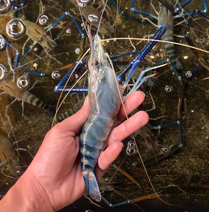 Kỹ thuật nuôi tôm càng xanh trong ao đất mang lại hiệu quả cao!