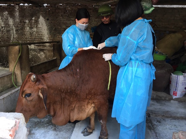 Bệnh viêm da nổi cục tại Trâu Bò đang lan rộng