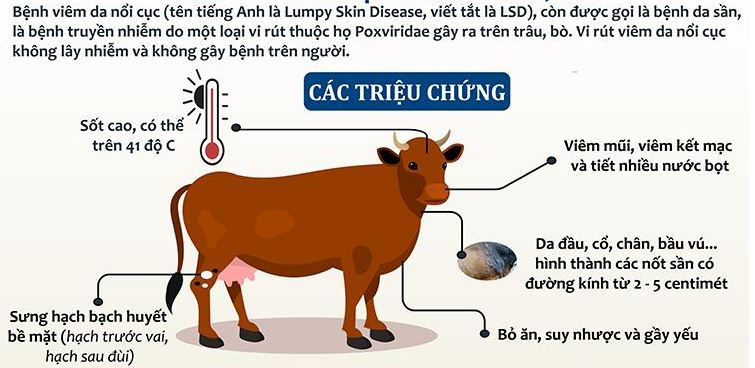 Bệnh viêm da nổi cục tại Trâu Bò đang lan rộng