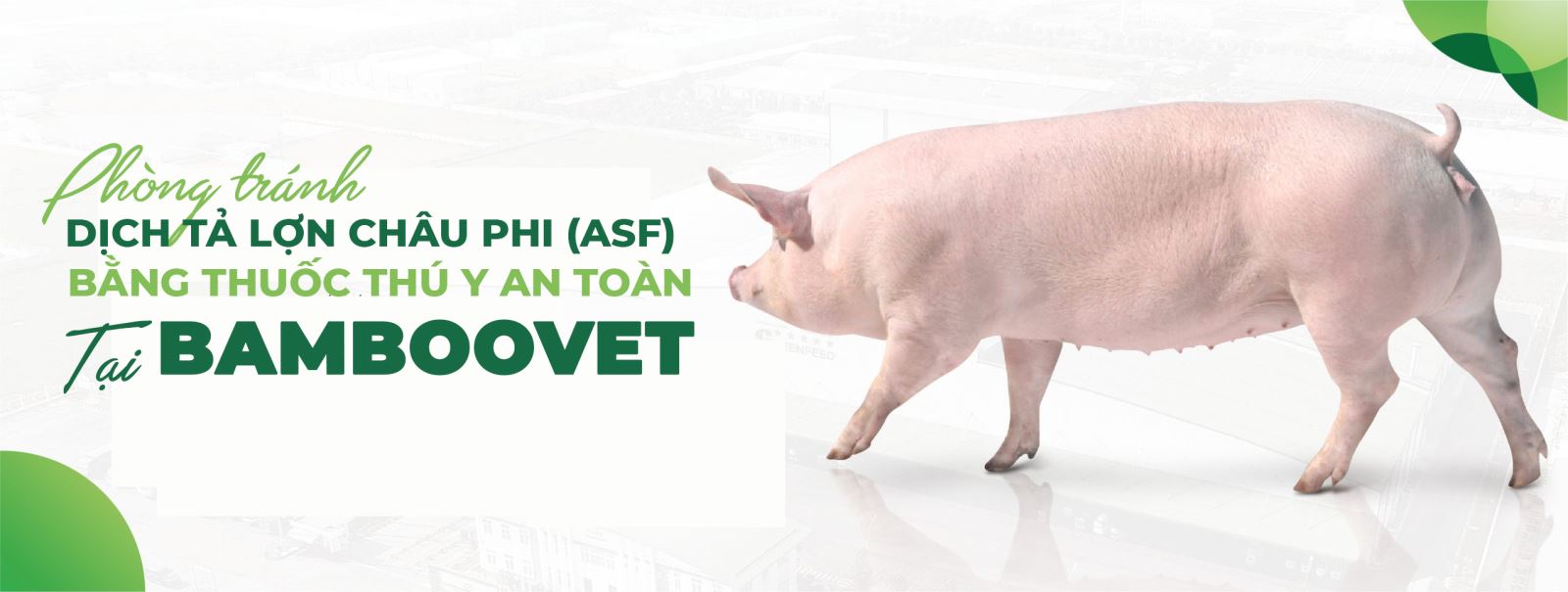 TRONG THỜI ĐIỂM DỊCH TẢ LỢN CHÂU PHI (ASF) BÙNG PHÁT Ở KHU VỰC PHÍA BẮC, NGƯỜI CHĂN NUÔI CẦN LÀM GÌ?