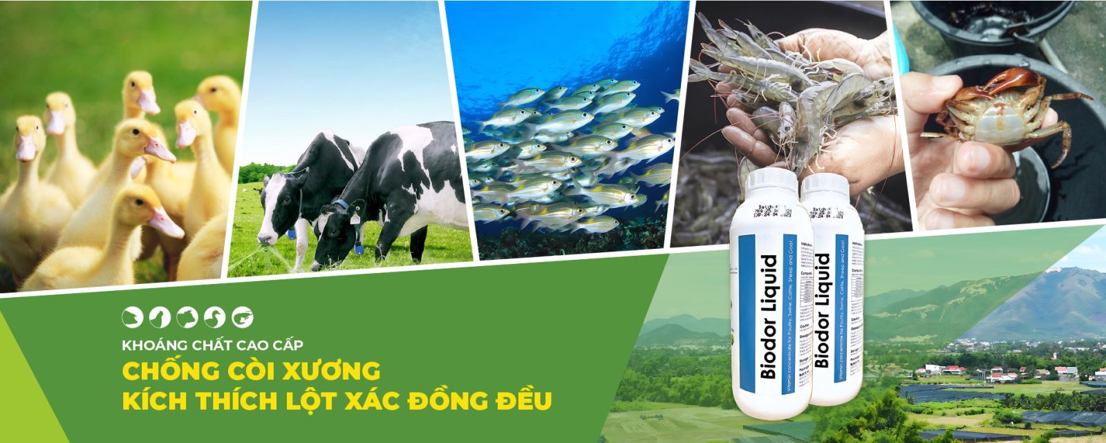 Kinh nghiệm vỗ béo gà vịt tăng cân hiệu quả